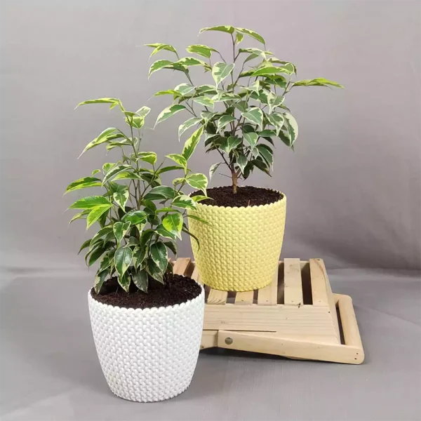 Buy Yellow Ficus Benjamina plant online at Nursery Nisarga