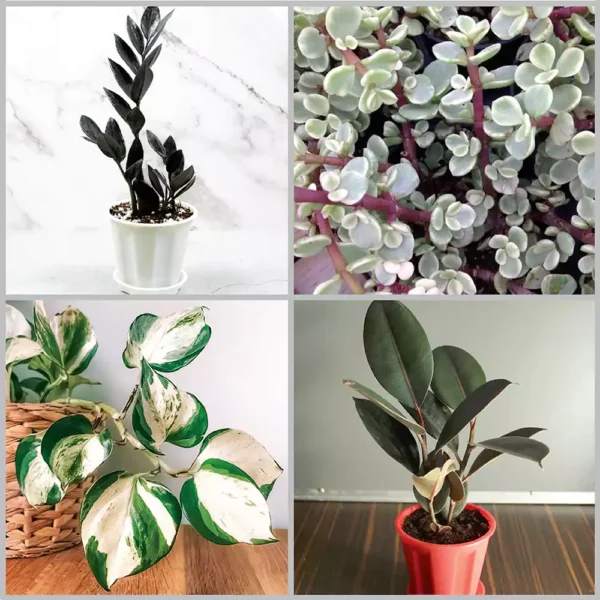 Buy Top 4 Gift Plant Pack online at nursery nisarga