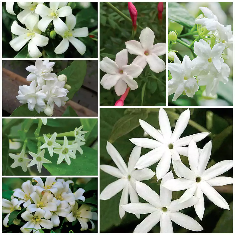 Buy Pack of 7 Jasmine Plant Nursery Nisarga