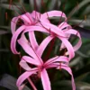 Buy Crinum menehune lily plant - Nursery Nisarga