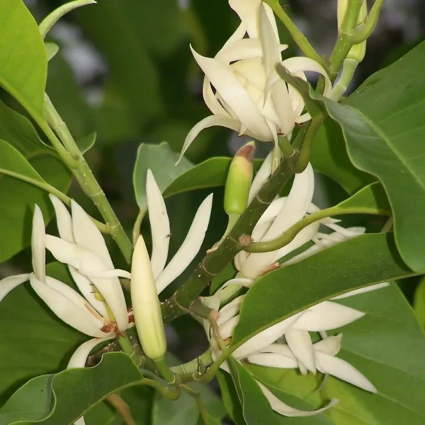 Buy plumeria (frangipani champa) combo online at Nursery Nisarga
