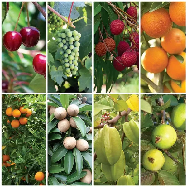 Buy Best 8 Fruit Plant for Terrace/Open Garden online at nursery nisarga