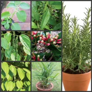 Buy Best All Spice Plant (Pack of 8) online at nursery nisarga