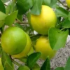 Buy Mosambi, Sweet Lime (Grafted) – Plant Online at Nursery Nisarga