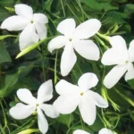 Buy Jasminum Grandiflorum - Chameli Online at Nursery Nisarga