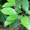 Buy Cinnamon Plant "Dalchini" Online at Nursery Nisarga