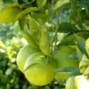 Buy Mosambi, Sweet Lime (Grafted) – Plant Online at Nursery Nisarga