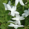 Buy Jasminum Grandiflorum - Chameli Online at Nursery Nisarga