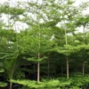 Buy Terminalia Mantaly Green Online at Nursery Nisarga