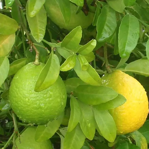 Buy Mosambi, Sweet Lime (Grafted) – Plant Online at Nursery Nisarga