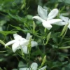 Buy Jasminum Grandiflorum - Chameli plant Online at Nursery Nisarga