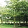 Buy Terminalia Mantaly Green Online at Nursery Nisarga