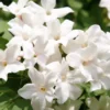 Buy Jasminum Grandiflorum - Chameli Online at Nursery Nisarga