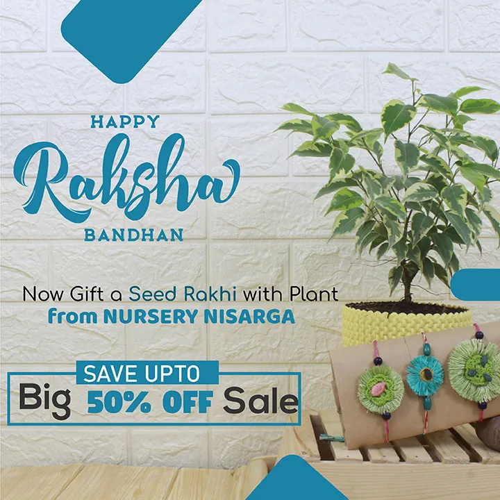 Sale on Plants - Nursery Nisarga