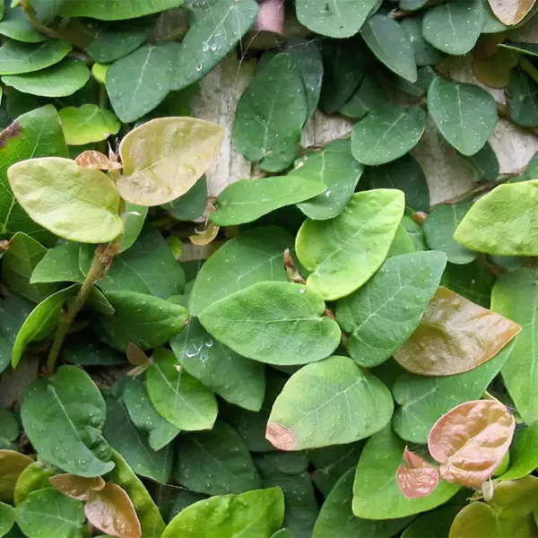 Buy Ficus pumila, creeping fig green - plant