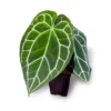 Anthurium crystallinum shop online