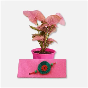 Buy Pink Syngonium plant online - Nursery Nisarga