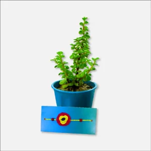 Seed Rakhi collection Jade plant - Crassula Ovata gift plant for love ones - Nursery Nisarga