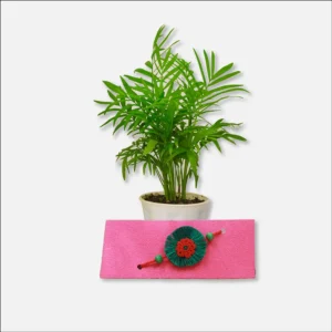 Buy Parlour Palm, Bamboo palm, Chamaedorea elegans online - Nursery Nisarga