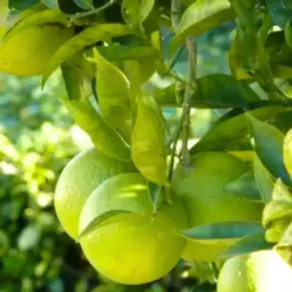 Buy Mosambi, Sweet Lime (Grafted) – Plant from Nursery Nisarga