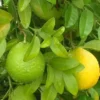 Buy Mosambi, Sweet Lime (Grafted) – Plant from Nursery Nisarga