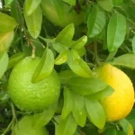 Buy Mosambi, Sweet Lime (Grafted) – Plant from Nursery Nisarga