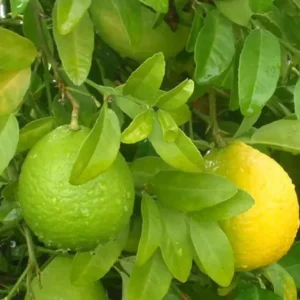 Buy Mosambi, Sweet Lime (Grafted) – Plant from Nursery Nisarga