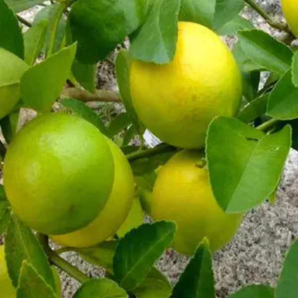 Buy Mosambi, Sweet Lime (Grafted) – Plant from Nursery Nisarga