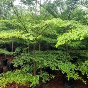 Terminalia Mantaly Green