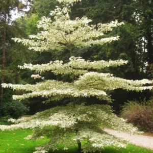 Terminalia Mantaly Variegata