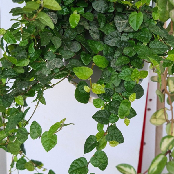 Buy Ficus pumila, Creeping fig (Green) - Plant Nursery Nisarga