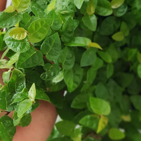 Buy Ficus pumila, Creeping fig (Green) - Plant Nursery Nisarga