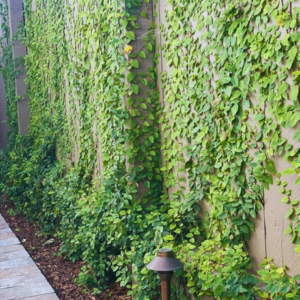 Buy Ficus pumila, Creeping fig (Green) - Plant Nursery Nisarga