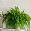 Boston fern buy online