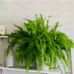 Boston fern buy online