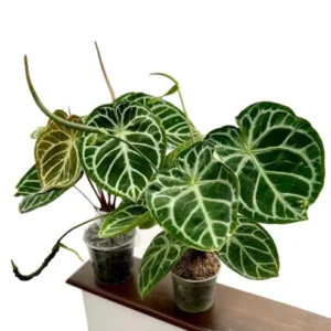Buy Anthurium crystallinum online at NurseryNisarga.in with all India safe delivery