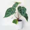 Buy Anthurium crystallinum online at NurseryNisarga.in with all India safe delivery