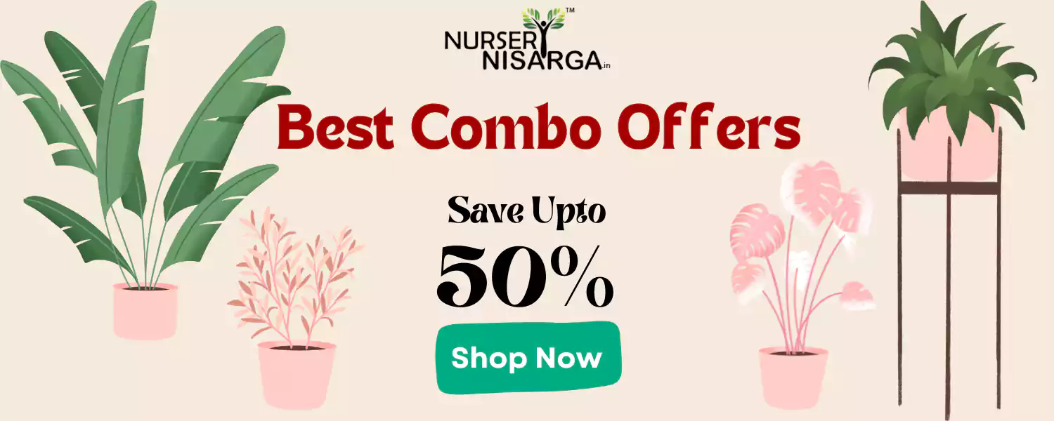 Combo plants pack at Nursery Nisarga