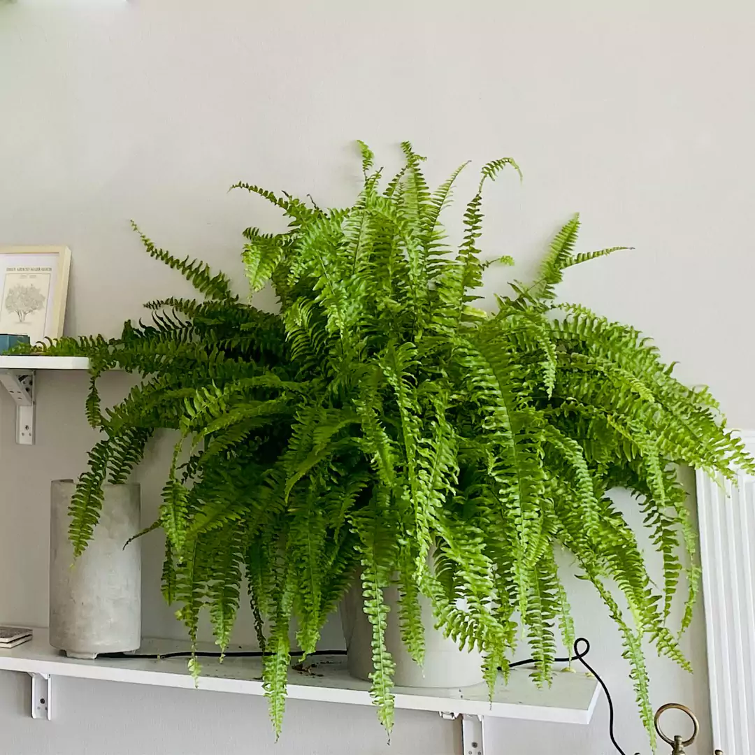 Buy Air Furifying Boston fern at Nursery Nisarga