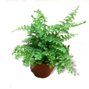 mini fern buy online