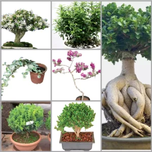 Buy Best plants for Bonsai | Pack of 7 plants online at nursery nisarga