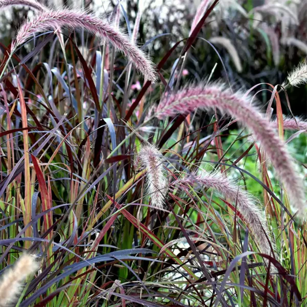 Buy Fountain grass, Pennisetum Setaceum - Nursery Nisarga