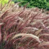 Fountain grass, Pennisetum Setaceum - Nursery Nisarga