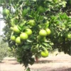 Buy Mosambi, Sweet Lime (Grafted) – Plant from Nursery Nisarga