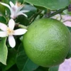 Buy Mosambi, Sweet Lime (Grafted) – Plant from Nursery Nisarga