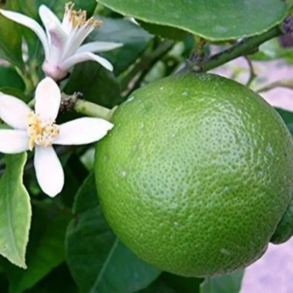 Buy Mosambi, Sweet Lime (Grafted) – Plant from Nursery Nisarga