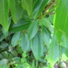 Buy Cinnamon Plant "Dalchini" Online at Nursery Nisarga