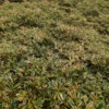 Buy Terminalia Mantaly Variegata From Nursery Nisarga