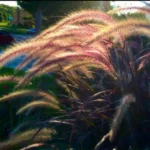 Buy Fountain grass, Pennisetum Setaceum - Nursery Nisarga