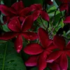 Buy Plumeria Frangipani Blood Red, Temple Tree Online at Nursery Nisarga